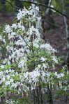 Alabama azalea